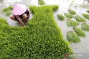 Indonesia accelerates irrigation rehabilitation to boost rice output