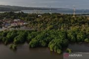 Ministry vows mangrove rehabilitation across 769,824 hectares