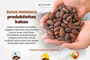 Jurus memacu produktivitas kakao