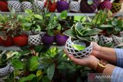 Meraup cuan Rp1,26 miliar tiap tahun dari kokedama