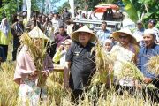 Makassar urges urban plots to be used for rice production