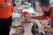 KPKP Kepulauan Seribu cegah penyebaran rabies di Pulau Sabira