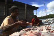 Fishing village program could revive Papua tuna industry: lawmaker