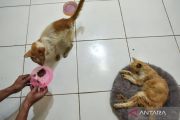 Riset Jepang: Aroma pengaruhi nafsu makan kucing