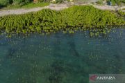 Government designs zoning map for rehabilitation mangrove