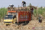 Gula Indonesia bisa swasembada lebih cepat