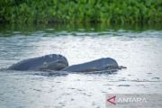 Indonesia investigates deaths of two endangered Mahakam dolphins