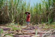 Indonesia targets 3 million tons of sugar output by 2026