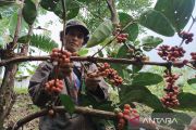 Pendapatan petani kopi Cikajang naik jadi Rp4,5 juta per bulan