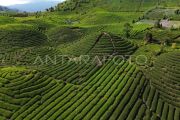 Kawasan wisata kebun teh di kaki Gunung Talang