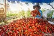 Cabai Rp95 Ribu jelang Ramadan, Legislator NTB dorong diversifikasi produksi