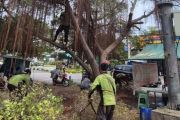 Sudin Tamhut Jakut tangani 2.377 pohon bermasalah sepanjang 2026