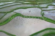 Optimasi lahan sawah di Tanah Datar