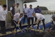 Kepulauan Seribu panen ribuan ikan kerapu cantang
