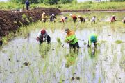 Kementan manfaatkan puncak musim hujan untuk perluas tanam dan pasokan