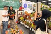 Penyilang lokal perkenalkan varietas baru tanaman hias Aglaonema