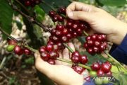 Studi sebut secangkir kopi sehari bisa cegah irama jantung tak teratur