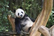 Pesona budaya China pikat pengunjung Istana Panda di Taman Safari