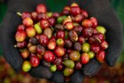 Menilik kesibukan petani memetik buah kopi di Provinsi Champasak, Laos