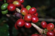 Kirin: Development of a Fermented Ingredient Derived from Coffee Cherries to Enhance Body and Aroma Contributing to the Sustainability of Coffee Farms, Reduction of Environmental Impact, and Addressin