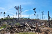 Forum KEE temukan 775 titik deforestasi di koridor gajah Bengkulu