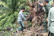 Aceh authorities clear 18.5 hectares of illegal oil palm