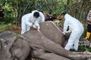 Gajah betina berusia 45 tahun mati di Taman Nasional Way Kambas