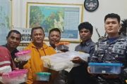 BKSDA Maluku amankan 14 Ular Leopard Pastel tanpa dokumen resmi