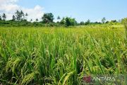 Feeding the frontier: Natuna's path to self-sufficient agriculture