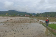 Panen gagal, 70 hektare sawah teredam banjir di Gayo Lues Aceh