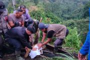 Tiger cub rescued in West Sumatra after being trapped in snare