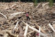 Indonesia to investigate logging role in deadly Sumatra floods