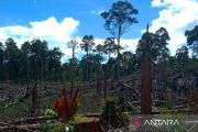 Kemenhut kuasai kembali 7.755 ha bekas aktivitas ilegal di Seblat