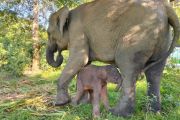 Kemenhut umumkan kelahiran seekor anak gajah di TN Way Kambas.