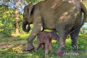Kemenhut umumkan kelahiran seekor anak gajah di TN Way Kambas.