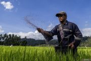 Ketika HET pupuk turun 20 persen, harapan petani pun ikut tumbuh