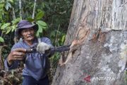 Menhut: Perubahan tata kelola hutan perlu demi percepat hutan adat