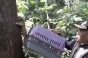 BKSDA Jambi lepas liar kukang & trenggiling ke cagar alam Batang Hari