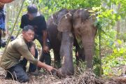 Anak gajah terluka jerat babi di area konsesi perusahaan hutan di Riau