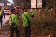 Sejumlah pohon tumbang di Jakut saat hujan diserta angin kencang