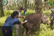 BBKSDA Riau: Kematian anak gajah Laila disebabkan virus herpes