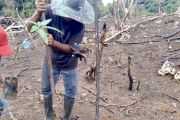 KPH Cantung Kalsel kembangkan agroforestri berbasis tanaman buah-padi