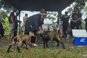 Riuh arena domba dan asa dari peternakan rakyat