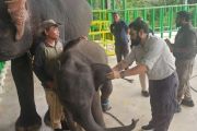 Indonesia, India partner to revitalise elephant hospitals in Sumatra