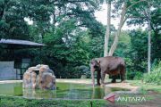 Pemkot Bandung pastikan Bandung Zoo tetap jadi ruang terbuka hijau
