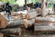 Indonesia cracks down on illegal logging syndicate in Baluran E Java