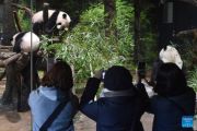 Panda China segera pulang, tinggalkan kenangan di Jepang