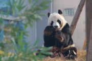 Pusat panda raksasa terbaru China ini padukan teknologi dan konservasi