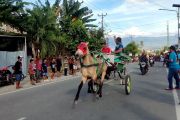 Balap Dokar, budaya lokal Palu yang kembali eksis