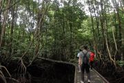 Bontang Mangrove Park, ruang konservasi di tengah kawasan industri